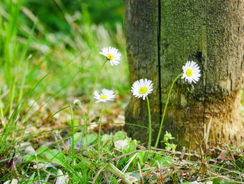 Close-up of white flowering plant on field