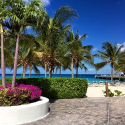 Scenic view of palm trees against blue sky