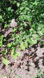 Plants growing on tree