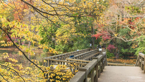 Autumn foliage overlooking the wooden bridge of the japanese temple benzaiten 