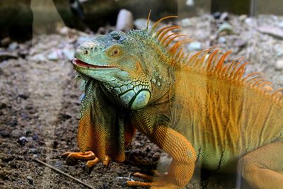 Close-up of iguana on tree