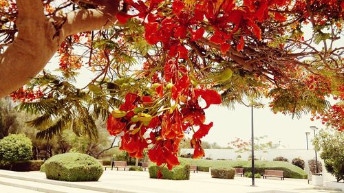 Leaves on tree in park