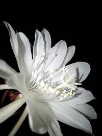 Close-up of white rose against black background