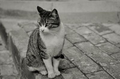 Portrait of cat sitting on footpath