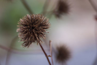 Close-up of thistle