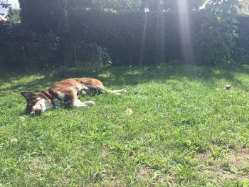 View of a dog on field