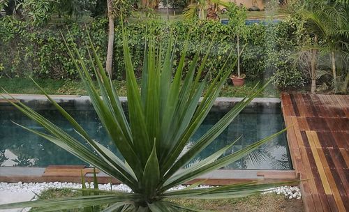 Plants growing at riverbank