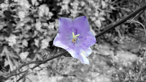 Close-up of flower blooming outdoors