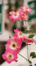 Close-up of pink cherry blossom