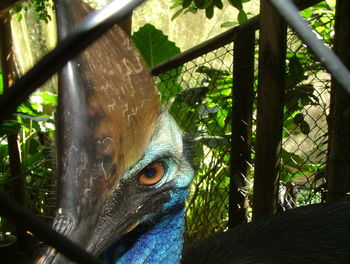 Under the threatening eye of a cassowary.