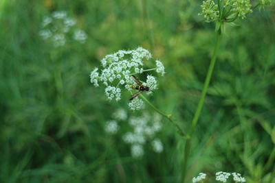 Close-up of flowering plant on land