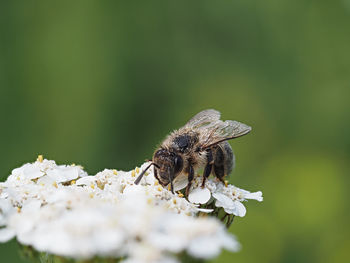 Close-up of insect on flower