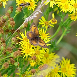 Honey bee pollinating on yellow flower