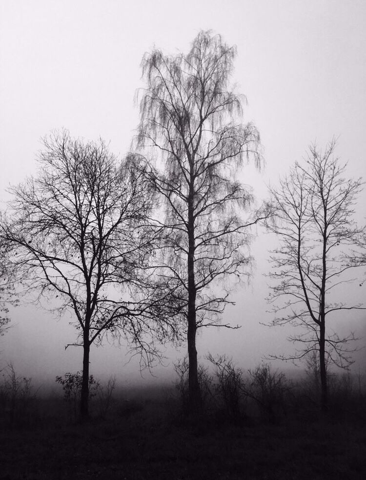 tree, nature, branch, bare tree, no people, outdoors, sky, fog, landscape, beauty in nature, day, isolated