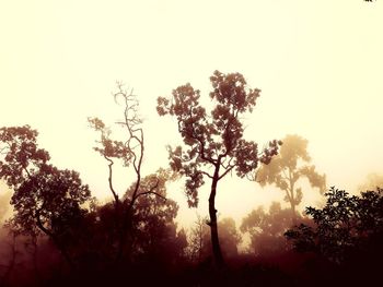 Low angle view of silhouette trees against sky during sunset