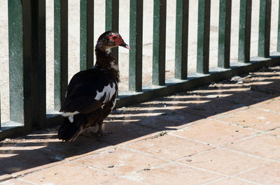 Muscovy duck by railing on footpath