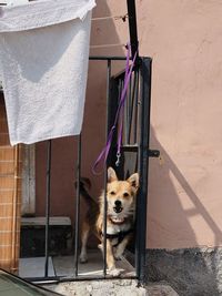 Portrait of a dog