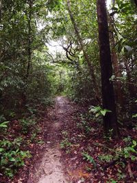 Footpath amidst trees in forest