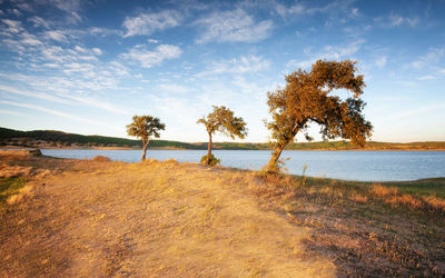 Trees on beach against sky