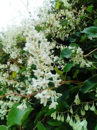 Close-up of blooming tree