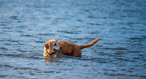 Portrait of dog swimming in water