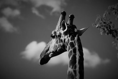 Low angle view of giraffe against sky