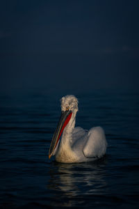 Pelican on lake