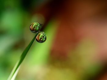 Close-up of caterpillar on plant