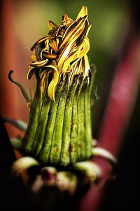 Close-up of yellow flower