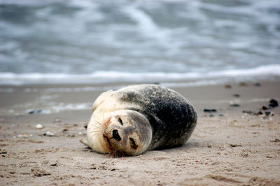 Dead seal washed up on the beach.