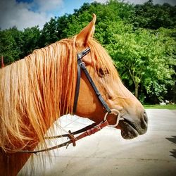 Close-up of horse against trees