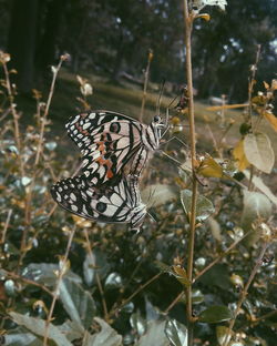 Close-up of butterflies mating on plant