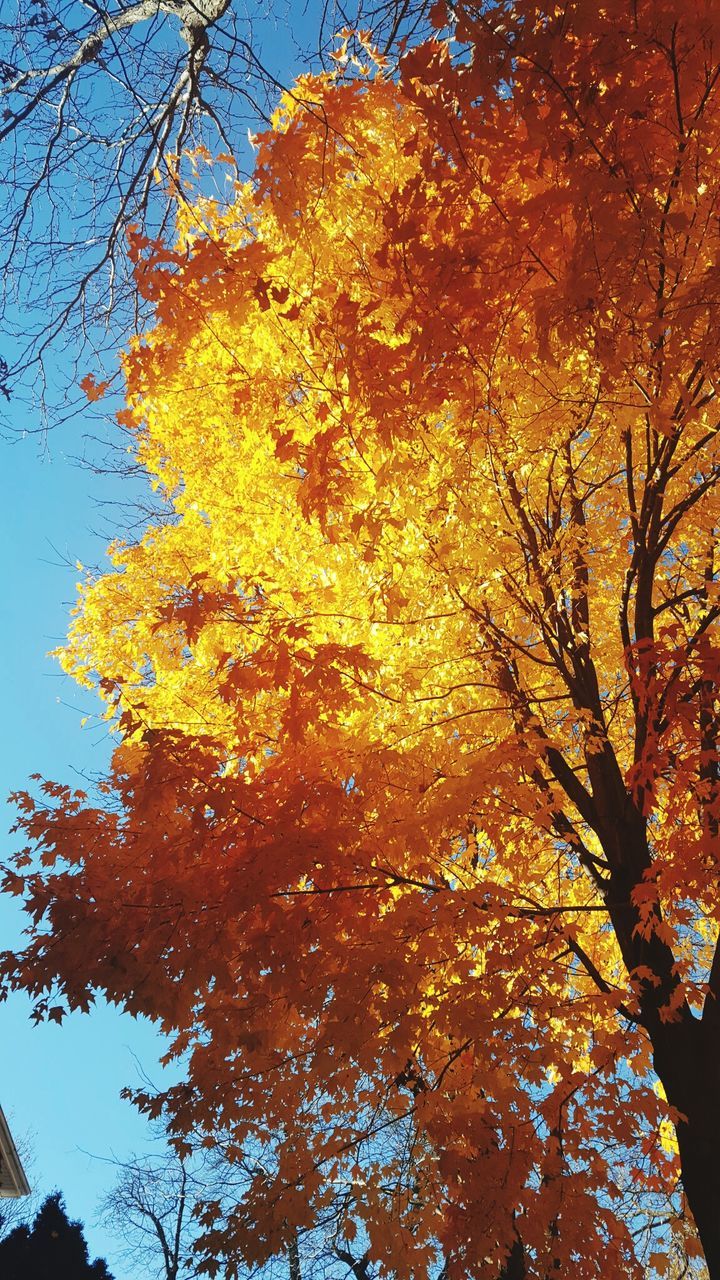 nature, yellow, orange color, tree, no people, autumn, growth, beauty in nature, sky, outdoors, day