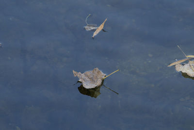 Leaf floating on the surface of the water