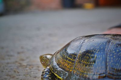 Close-up of a turtle