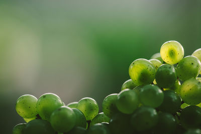 Close-up of grapes