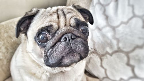 Close-up portrait of pug