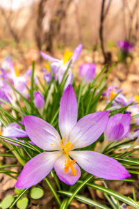 Close-up of purple crocus flowers