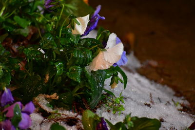 Close-up of purple flowering plant on field