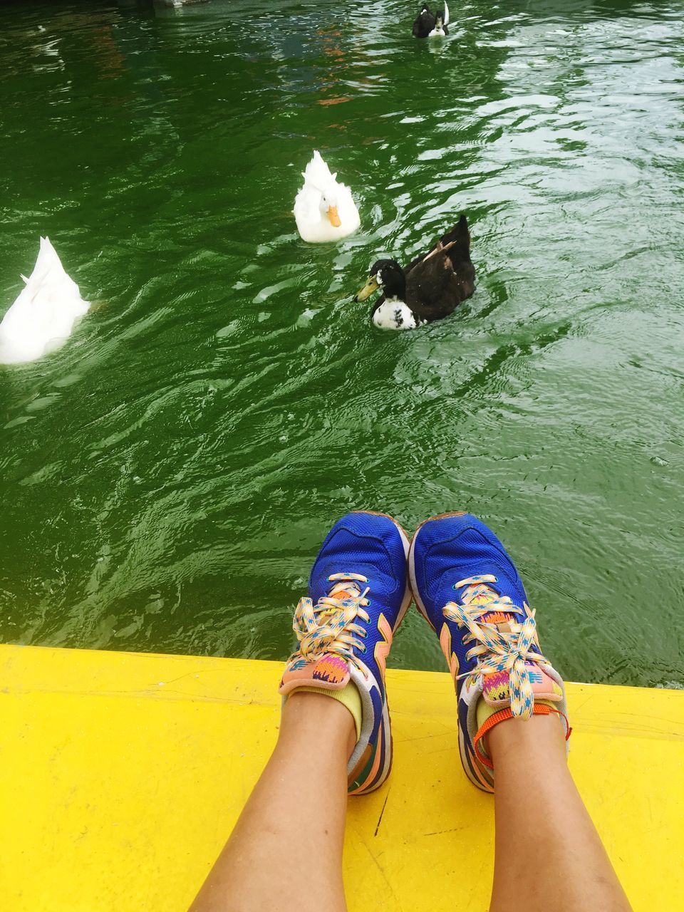 low section, person, high angle view, water, green color, personal perspective, blue, day, outdoors, vacations