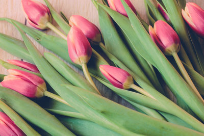 Close-up of pink tulip