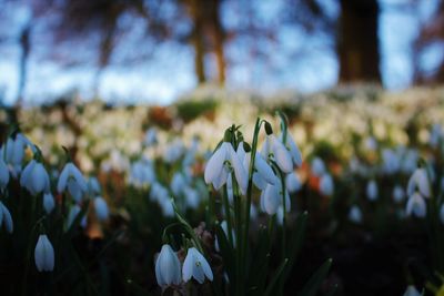 Close-up of crocus blooming on field