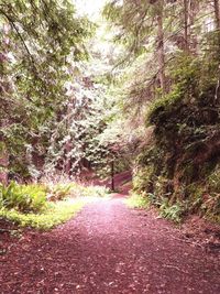 Footpath amidst trees in forest