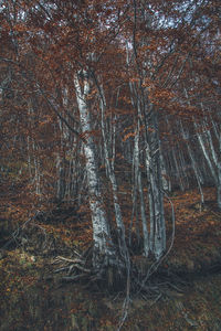 Trees in forest during autumn