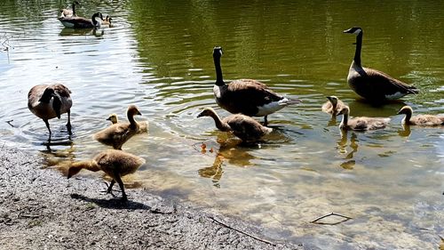 High angle view of ducks swimming in lake