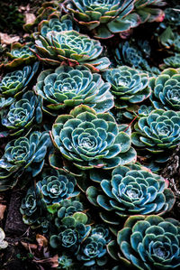 High angle view of succulent plant in market