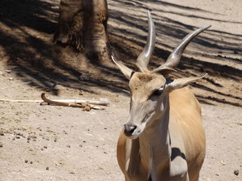 Close-up of deer standing on field during sunny day