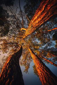 Low angle view of autumn tree against sky