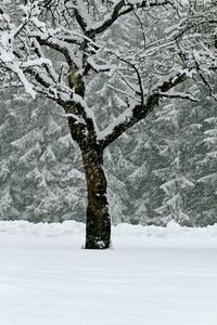Tree on snow covered field