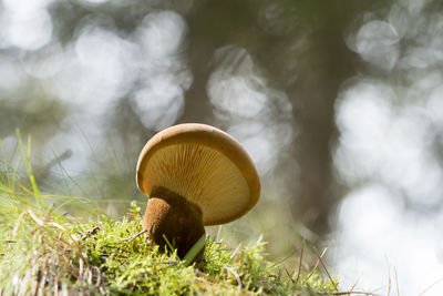 Close-up of mushroom growing on field